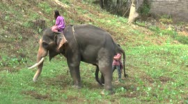 Elephant stops for a pee