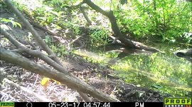 black bear enters the pond 23May2017