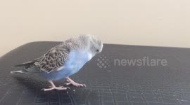 Pitter Patter Of Little Feet