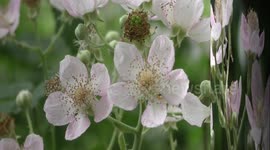 Panasonic V700 HDR - Hollow pond plant and flower