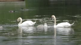 Mute Swans and Cygnet at Hollow pond in Leytonstone,London,UK