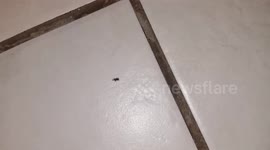 Rice weevil