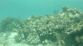 Beautiful eagle ray soaring over the corals, Salt Cay, Turks and Caicos