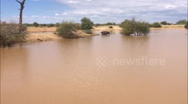 BABY HIPPO VS ADULT ELEPHANT