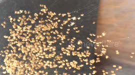 Hundreds of baby spiders on a web