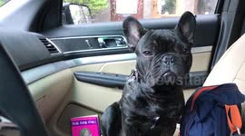 Cute French bulldog falls asleep sitting up