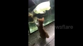 Cat tries to attack fish in aquarium