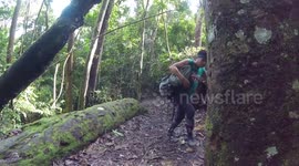 Wild orangutan in Bukit Lawang Jungle (Indonesia)