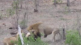 Lion and lioness team up to attack buffalo