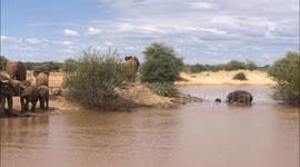 Adult elephant charges baby hippo