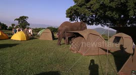 Massive elephant patrols safari campsite