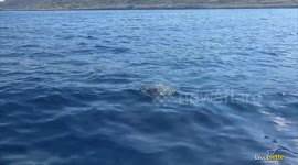 Monk seal spotted off southern Italy in rare sighting