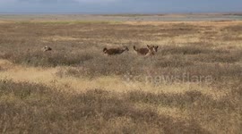 Hyena pack laughing to lions