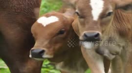 Calf born with heart shape on its head