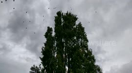 Flock of birds landing on a tree - slow motion
