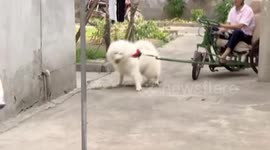 Samoyed can pull owner's tricycle on at least five kilometres