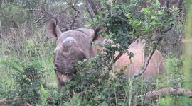 Black Rhino makes funny faces while eating