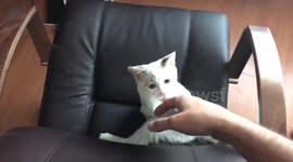 A bit of play with my cat