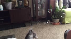 Dog popping bubbles