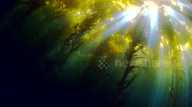 Magical Underwater Light Rays in Kelp Forest