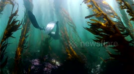 Freediver Swimming in Kelp Forest
