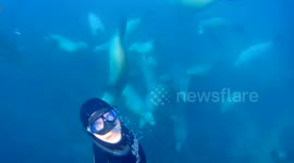 Curious Sea Lions Swarm Diver