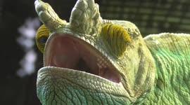 This chameleon looks like he had a heavy night