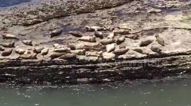 Sleepy seals react to opera singing