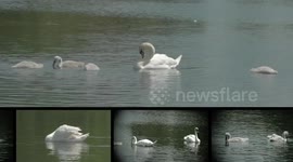 Mute Swans in Hollow pond, Leytonstone, London