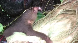 Just a baby sloth crawling all over its tired mum