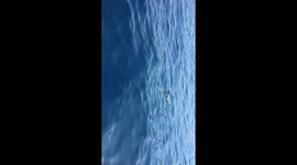 Raro avvistamento Foca monaca Video originale