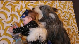Dog spoons baby during 'nap time'