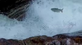 Hundreds of fish leap upstream in northwestern China