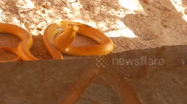 Yellow cape cobra
