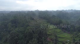 Ubud Rice Fields Bali 1080p