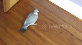 How to get a pigeon out of a house of cats