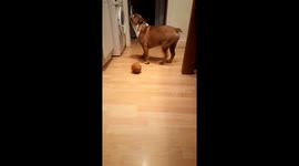 Dancing Bulldog