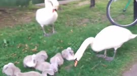 Pat and Franks 7 Swan cygnets getting bigger now