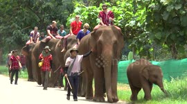 Tourists riding elephants in Thailand's Mae Sa Valley near Chiang Mai city.