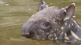 Mother tapir gives swimming lesson to baby
