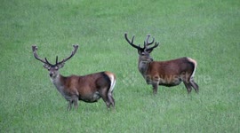 Red deer stags with velvet covered antlers in Cairngorms at dusk