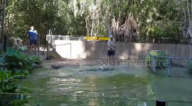 Crocodile Doing a Slow Death Roll