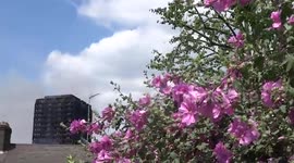Grenfell Tower after fire viewed from Avondale Park Gardens