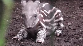 Cute Baby Tapirs Nose is Doing Overtime