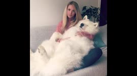 Girl pets fluffy dog
