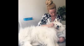 Girl feeds big fluffy dog