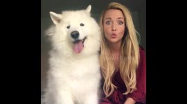 Huge fluffy dog howls with owner