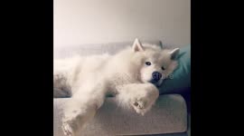 Giant dog gets cuddled by girl