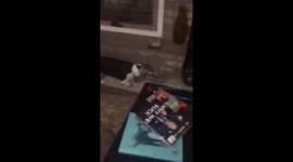 Dog gets her head stuck in a jar