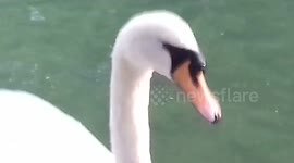 Swan Peggy and her 3 Cygnets